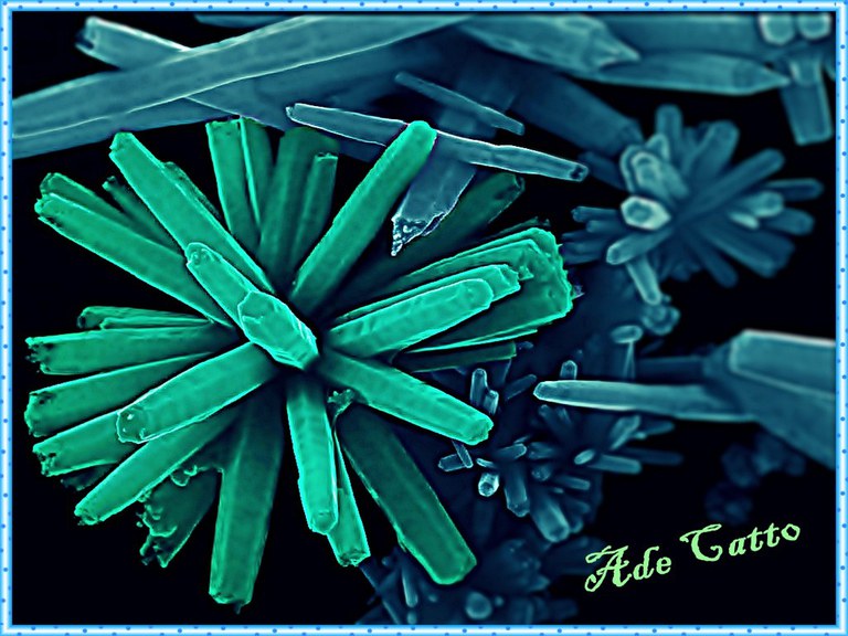 Descrição da imagem. A imagem apresenta uma foto obtida por microscopia eletrônica de varredura após passar por tratamento de imagem. A imagem é composta por duas estruturas principais. Uma na cor azul claro, ganha destaque ao lado esquerdo em forma circular, do centro da estrutura saem formas pontiagudas, assemelhando-se a ouriços do mar. Ao fundo, as estruturas na cor azul, estão desfocadas, e presentam formas pontiagudas bem como estruturas também na forma de “ouriços do mar”. Fim da descrição.