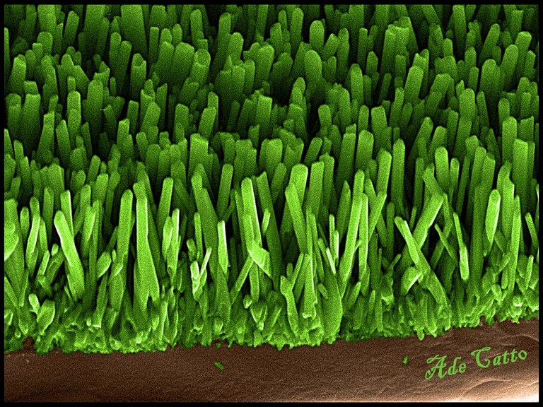 Descrição da imagem. A imagem apresenta uma foto obtida por microscopia eletrônica de varredura após passar por tratamento de imagem. A imagem é composta por bastões verticais, um ao lado do outro os quais foram pintados na cor verde, assemelhando-se a um gramado. A parte inferior da imagem, abaixo dos bastões, foi colorida na cor marrom, se assemelha a um solo. Fim da descrição.